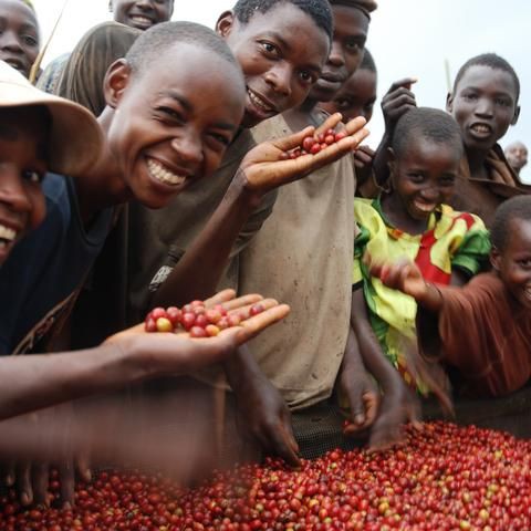 Cà phê rang mới Ethiopia Yirgacheffe 250g - caphe-ine.com