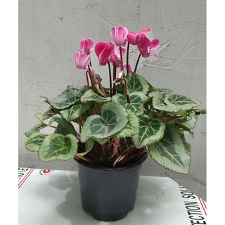 Hạt Giống Hoa Anh Thảo Mix
