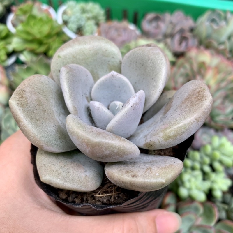 SEN ĐÁ SỎI DẸT FREESHIP  ĐÃ THUẦN XỨ NÓNG SIU CUTE CHUẨN SIZE BẦU