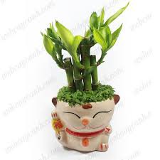 CÂY TRÚC PHÁT LỘC - TẶNG CHẬU