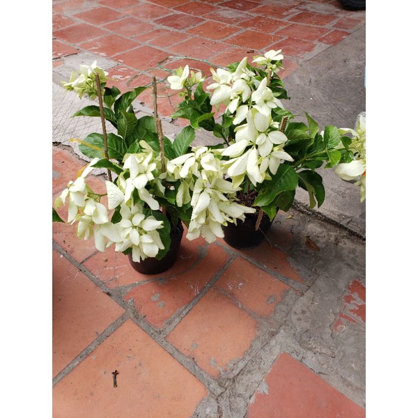 Cây  bướm bạc