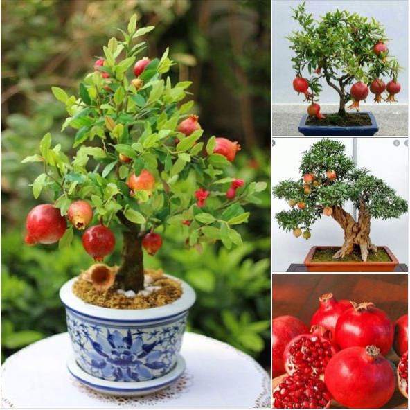 Hạt Giống Lựu Đỏ Đậm Lùn F1 - 10 hạt/gói ( kèm kích thích ươm hạt )