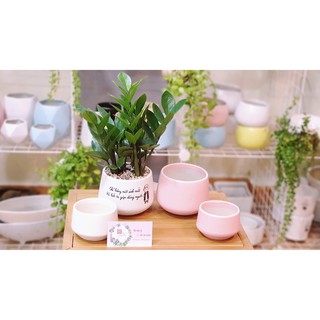 Chậu sứ trồng cây mẫu kim cương cao