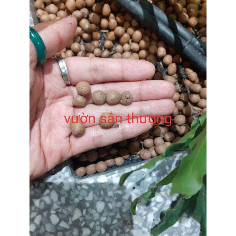 Gói 100g Đất Nung, Sỏi Nhẹ Thái Lan Chia Từ Bao Y, Dùng Làm Che Chậu, Lót Chậu, Trồng Rau Mầm,...Hạt Nhẹ, Tương Đối Láng