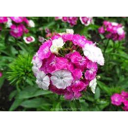 ( HOT HOT ) Hạt Giống Hoa Cẩm Chướng Chùm Mix 50 hạt