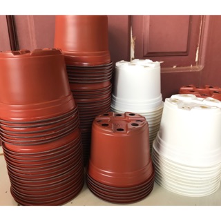 Combo 5 chậu nhựa trồng sen đá, cây