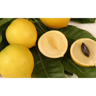 Cây giống Cây Vú Sữa Hoàng Kim