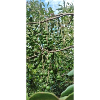 Hạt macca Đăk Lăk sấy dập nứt (Đỉnh)