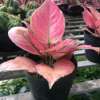 Cây vạn Lộc đỏ tặng phân bón cho cây mau lớn + Tặng 02 cây nhót ngọt