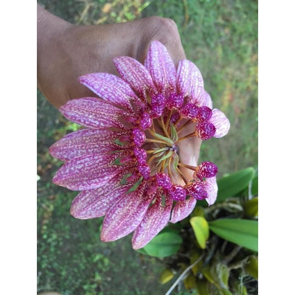 Hoa lan lọng xoè