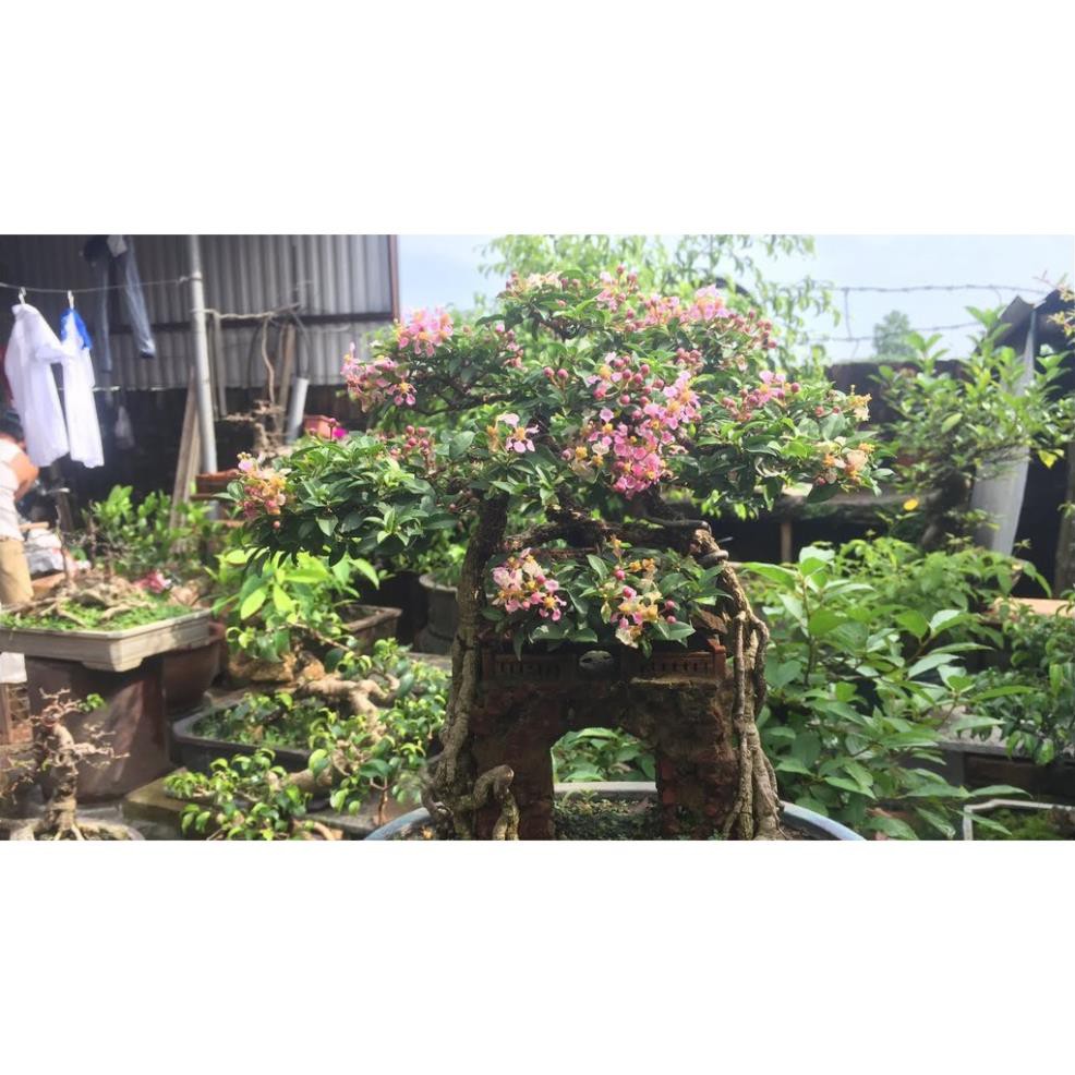 CHẬU CÂY Hồng ngọc mai bonsai , CHẬU CÂY LỚN ĐẸP, GIÁ RẺ