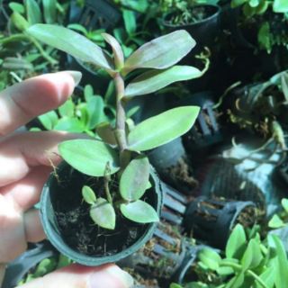 Lan phi điệp 5 cánh trắng