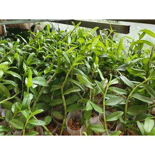 [Giá hủy diệt] phi điệp 5ct mủi trắng