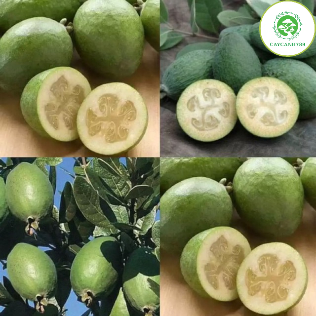 Cây ổi dứa cao 60-70 cm (ảnh thật)