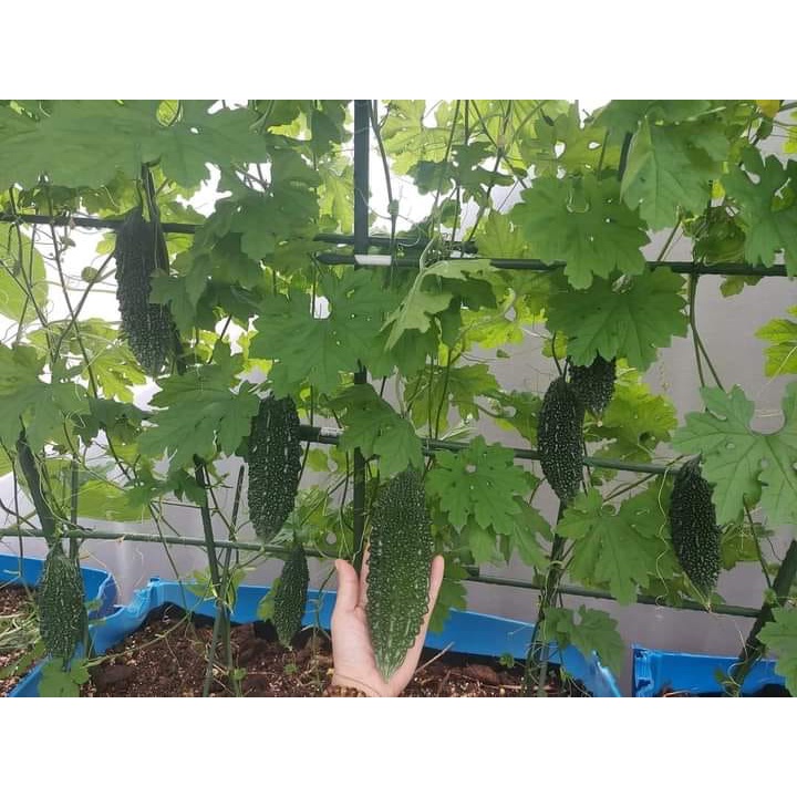 1Gr Hạt Giống Mướp Đắng/ Khổ Qua Gai - TaNe Garden