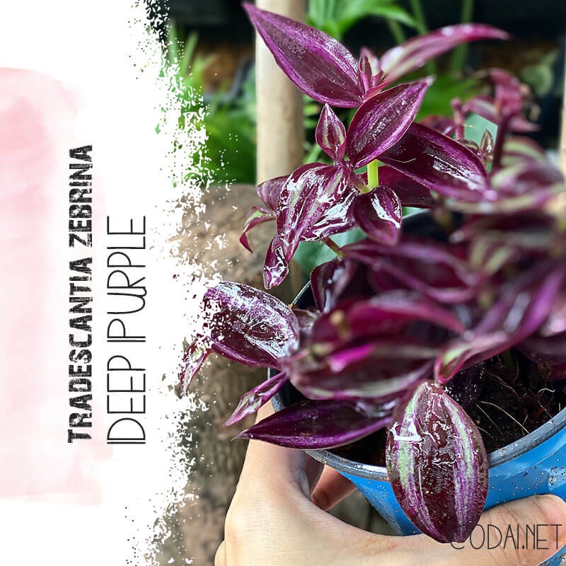 Cây Tradescantia Zebrina 'Deep Purple' (Thài Lài Siêu Tím Deep Purple) (không phải Thài Lài Tím Thường) chậu nhựa 10cm