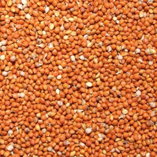500g kê đỏ nhỏ gò công cho yến phụng,vẹt