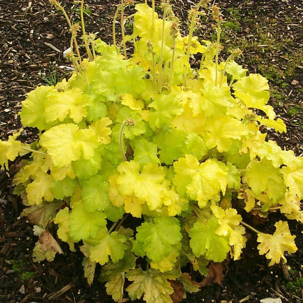 Cây Heuchera Lemon Love (Chuông San Hô Lemon Love) chậu nhựa