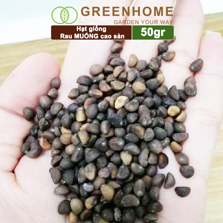 Hạt giống rau Muống cao sản, gói 50g, dễ trồng, thu hoạch nhanh R09 |Greenhome