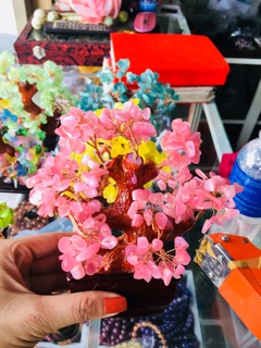 Cây tài lộc nhiều màu