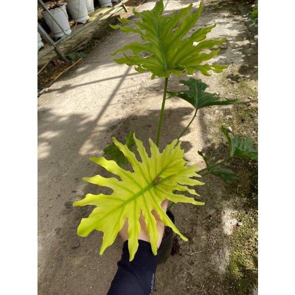 Chậu cứng Philodendron selloum - Thanh xuân vàng