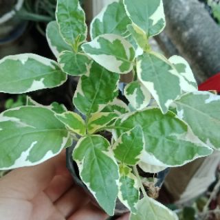 Cây ngót cẩm thạch