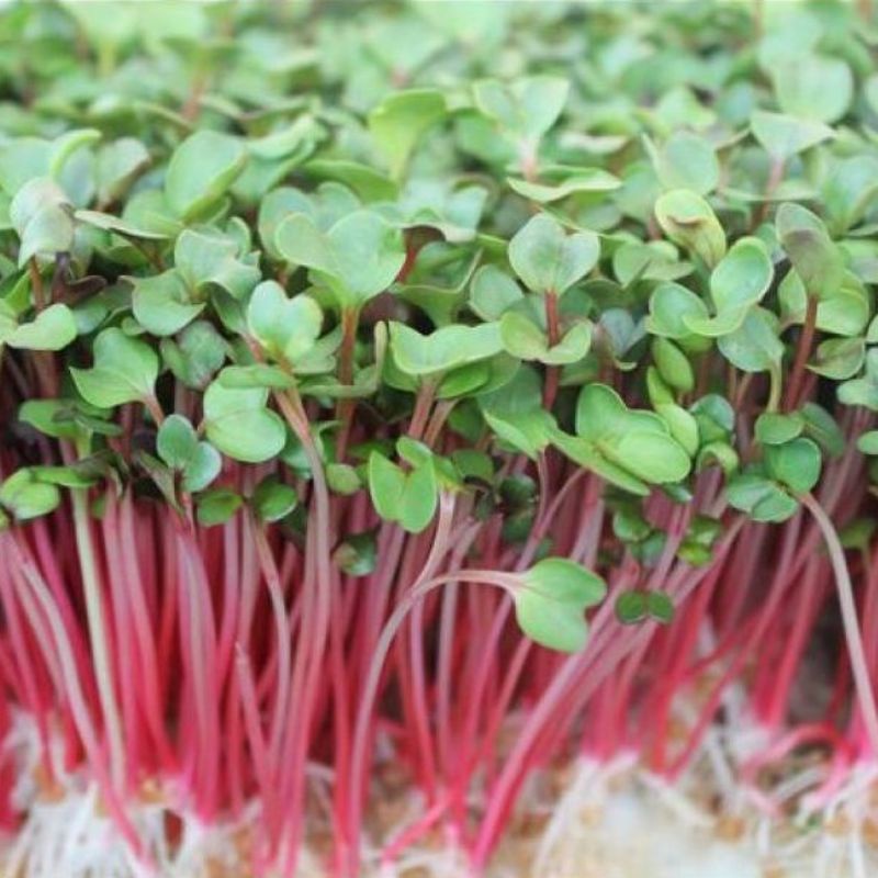 Hạt giống rau mầm củ cải đỏ gói 1kg
