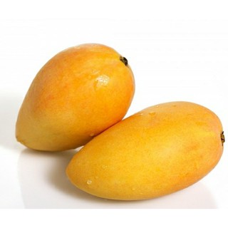 Cây 🌲 Giống  Xoài  keo (xoài Campuchia)
