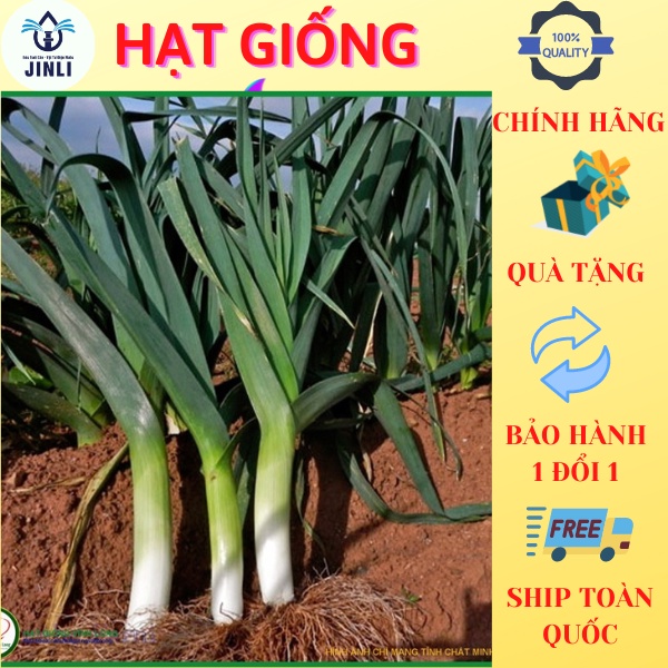 Hạt Giống Tỏi Tây Ý 100 hạt JL35