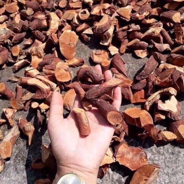 Cây Mú Từn 1kg rễ khô Hỗ trợ sinh lý-Dược Liệu Quý