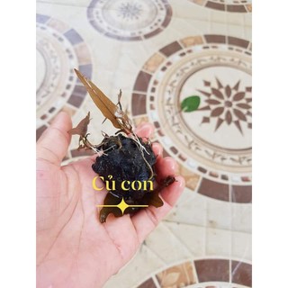 củ giống hoa súng Việt