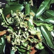 Chế phẩm KYDO xử lý nhện đỏ, nhện trắng, nhện lông nhung hại hoa hồng, cây ăn quả gói 18ml