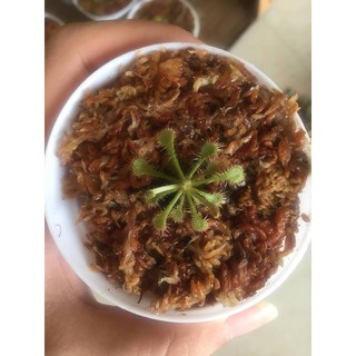 Cây gọng vó - cây bắt mồi