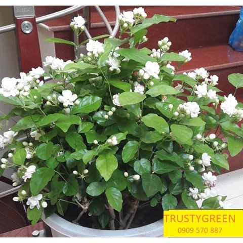 ALO SHOP SHIP KHÔNG GÃY CÂY-CHẬU HOA LÀI HOA NHÀI LỚN 55cm 200k tặngdịch trùn SHIP 30PHÚT KHOQ11,7,9,THỦĐỨC,PHÚNHUẬN