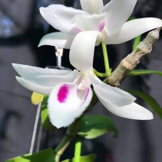 phi điệp(giả hạc) 5 cánh trắng 5ct phú thọ hàng gieo hạt