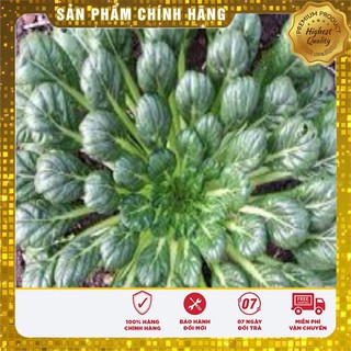 Bộ gói hạt giống Cải Hoa Hồng
