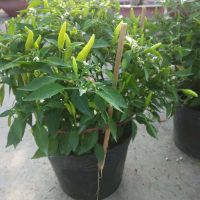 Cây Ớt Cảnh