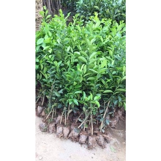 Cây Giống Chanh Tứ Quý (Chuẩn Giống Cây Trồng)
