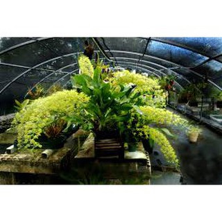 ⚡FLASH SALE⚡ vũ nữ hoàng hậu