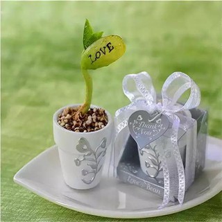 Hạt giống đậu thần kỳ giá rẻ