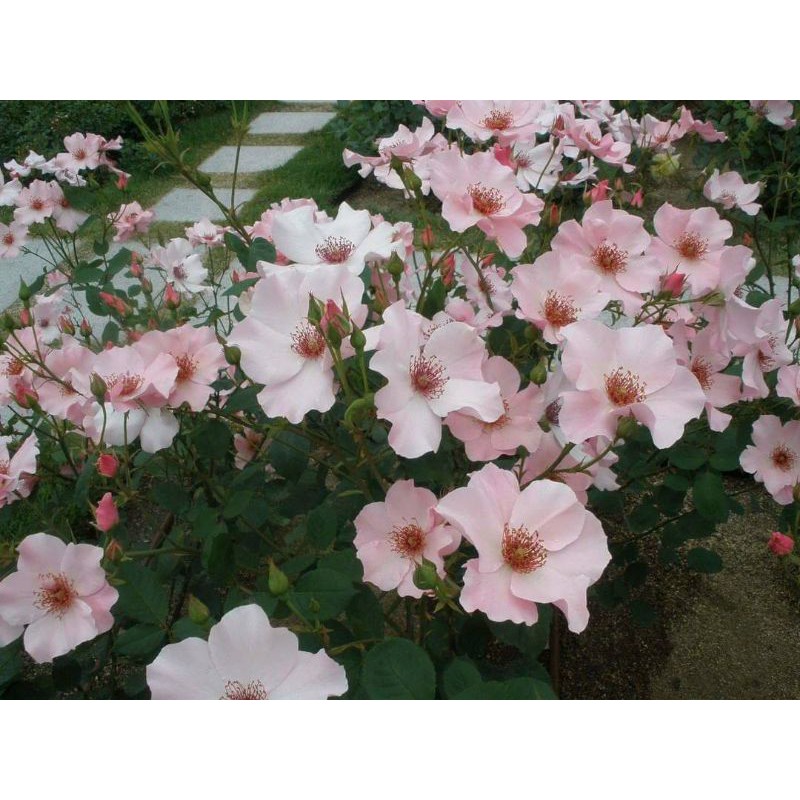Hoa hồng cánh đơn- giống mới