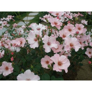 hoa hồng cánh đơn- giống mới