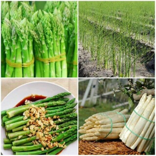 Sỉ 1 lạng hạt giống măng tây