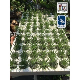 Cây không khí Ionantha giá rẻ