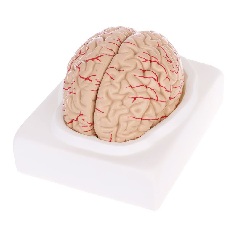 Mô Hình Não Người Chuyên Dụng Cho Giảng Dạy