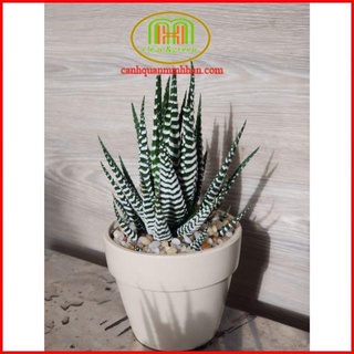 Cây sen đá móng rồng trồng trong chậu gốm để trưng bàn làm việc, bàn học, bàn cà phê....