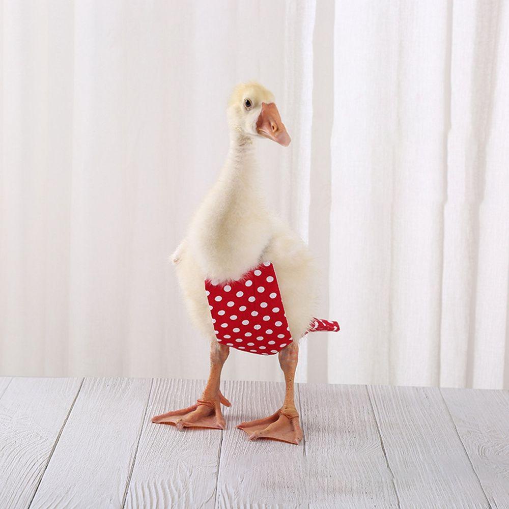 JARRED Tã Vải Đính Nơ Có Thể Giặt Sạch Dành Cho Thú Cưng