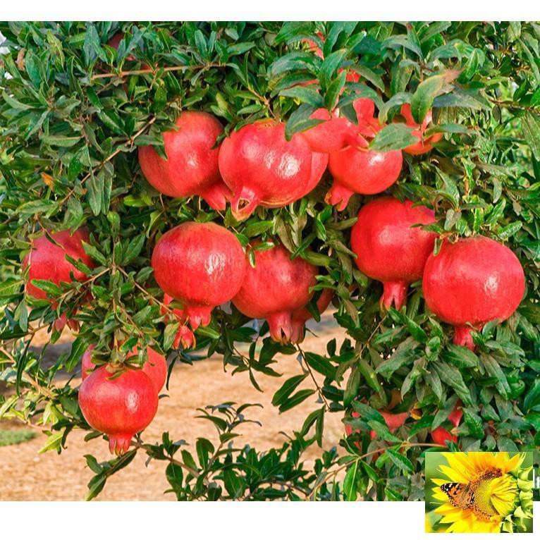 Hạt giống Lựu đỏ lùn
