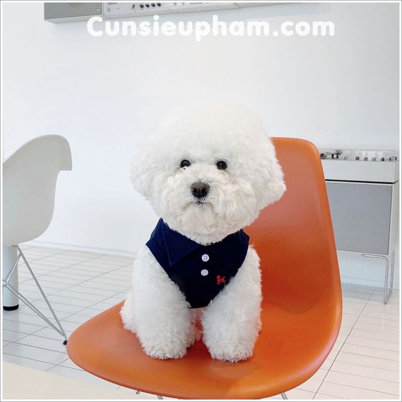 Áo thun 3 lỗ polo áo golf mùa hè mát mẻ cho chó mèo