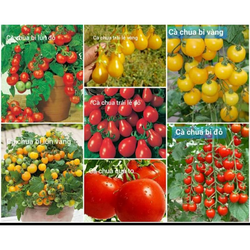 hạt giống cà chua các loại hàng nhập khẩu